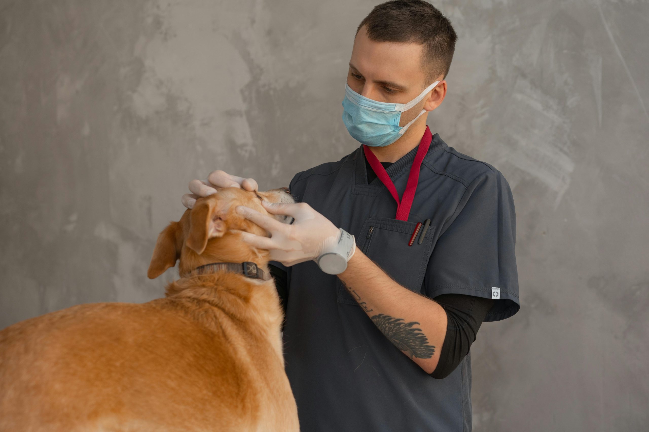 A veterinarian examining a dog during an annual wellness checkup