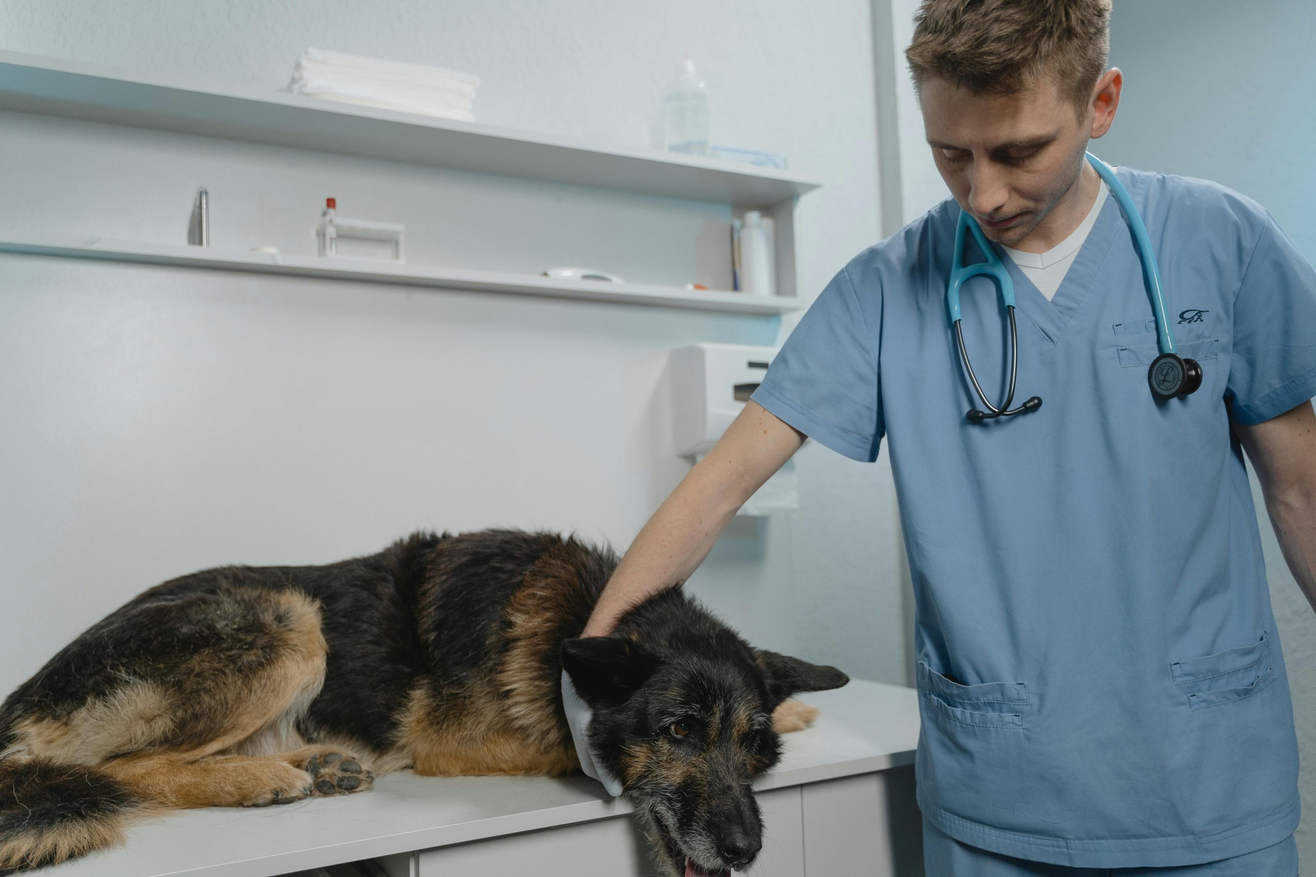 Bar chart comparing different pet healthcare service costs within wellness plans