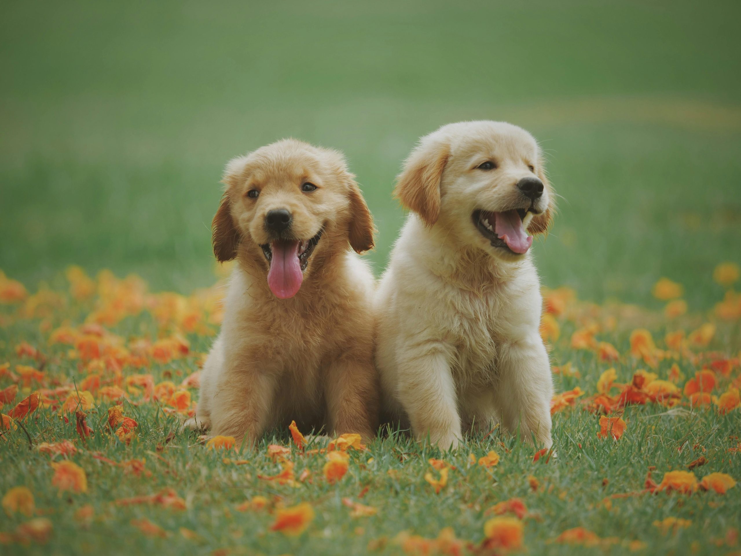 Golden retriever sitting happily in grass after successful vaccination routine