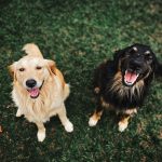 happy dog with veterinarian