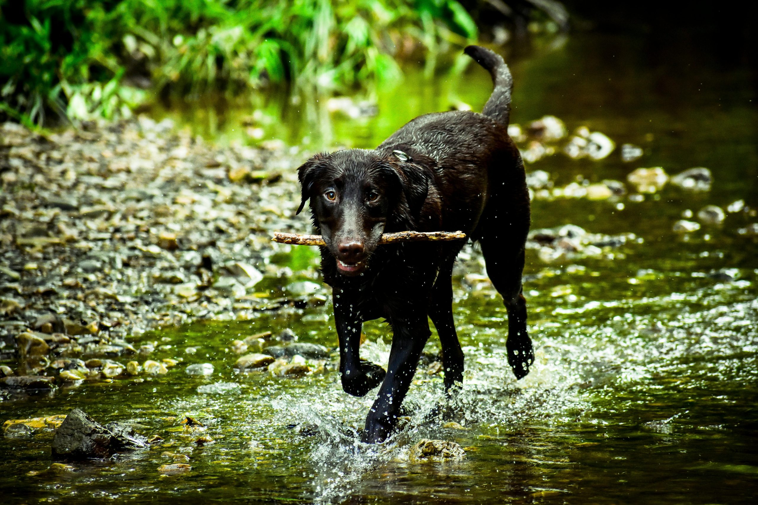 Happy Labrador playing fetch after successful recovery