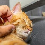 healthy pet eating fresh food