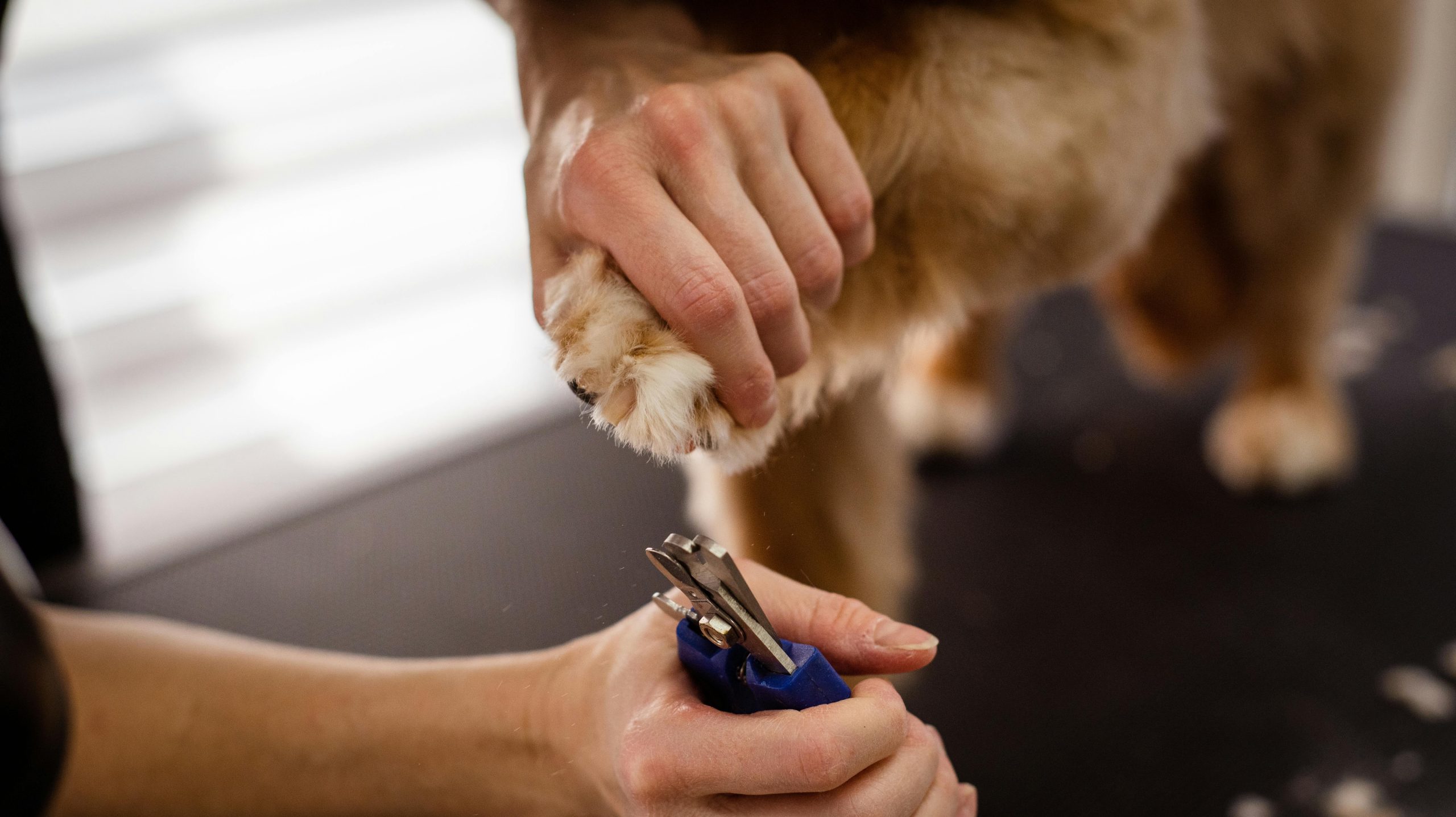 Infographic showing common illnesses caused by missed vaccinations in pets