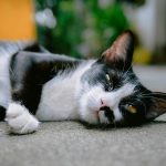 Spay/Neuter Add-Ons