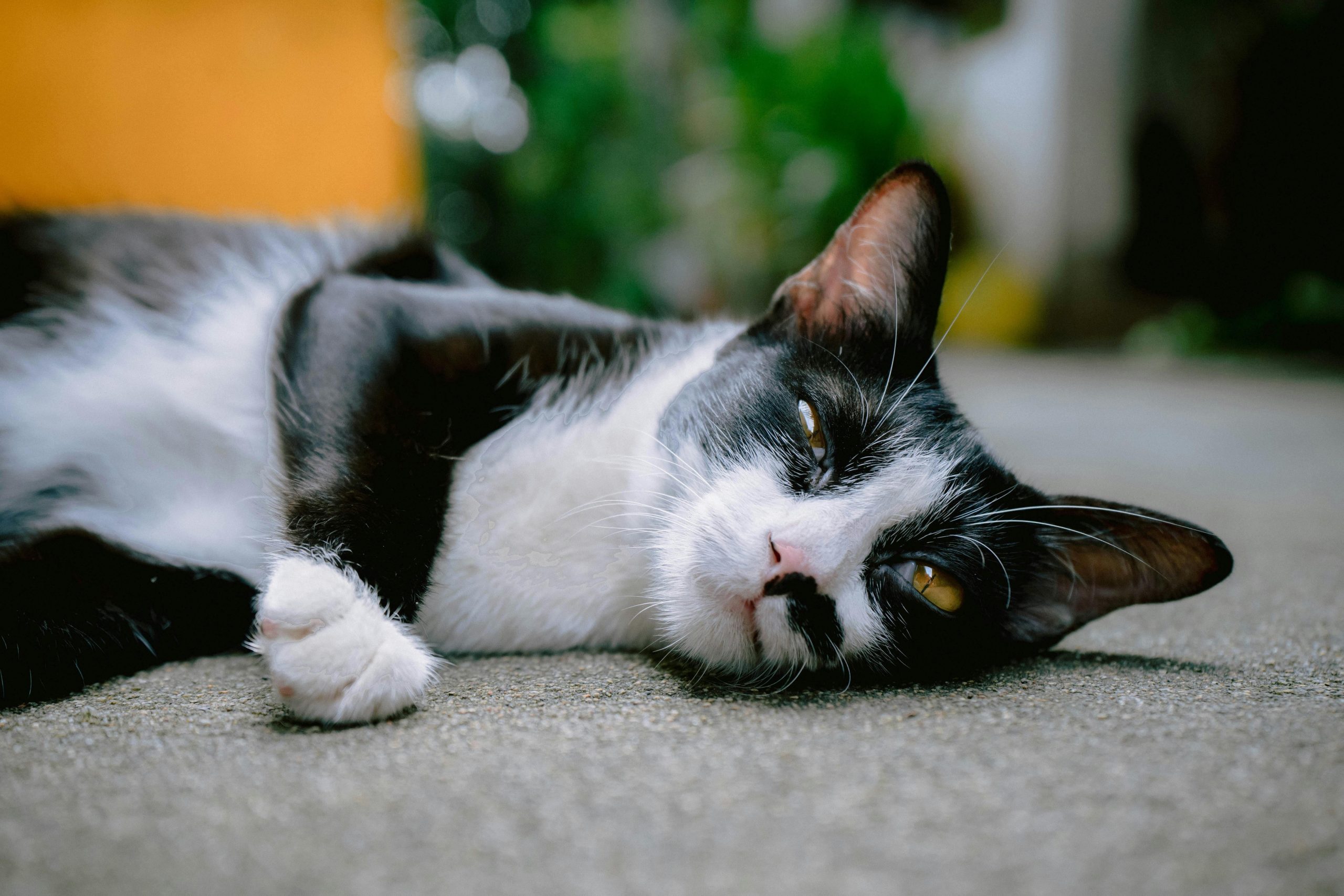 Spay/Neuter Add-Ons