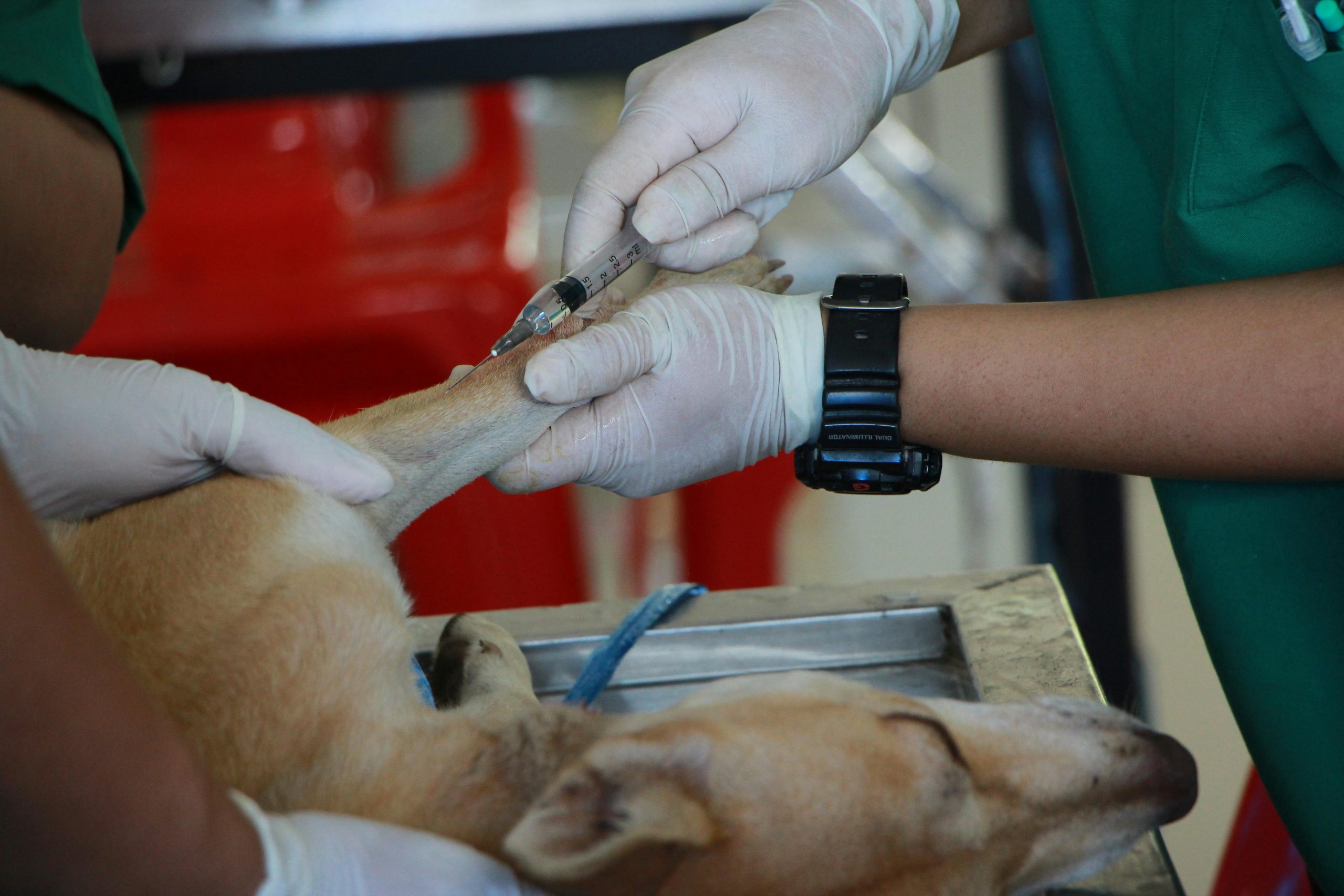Vet performing a safe spay procedure on a small dog