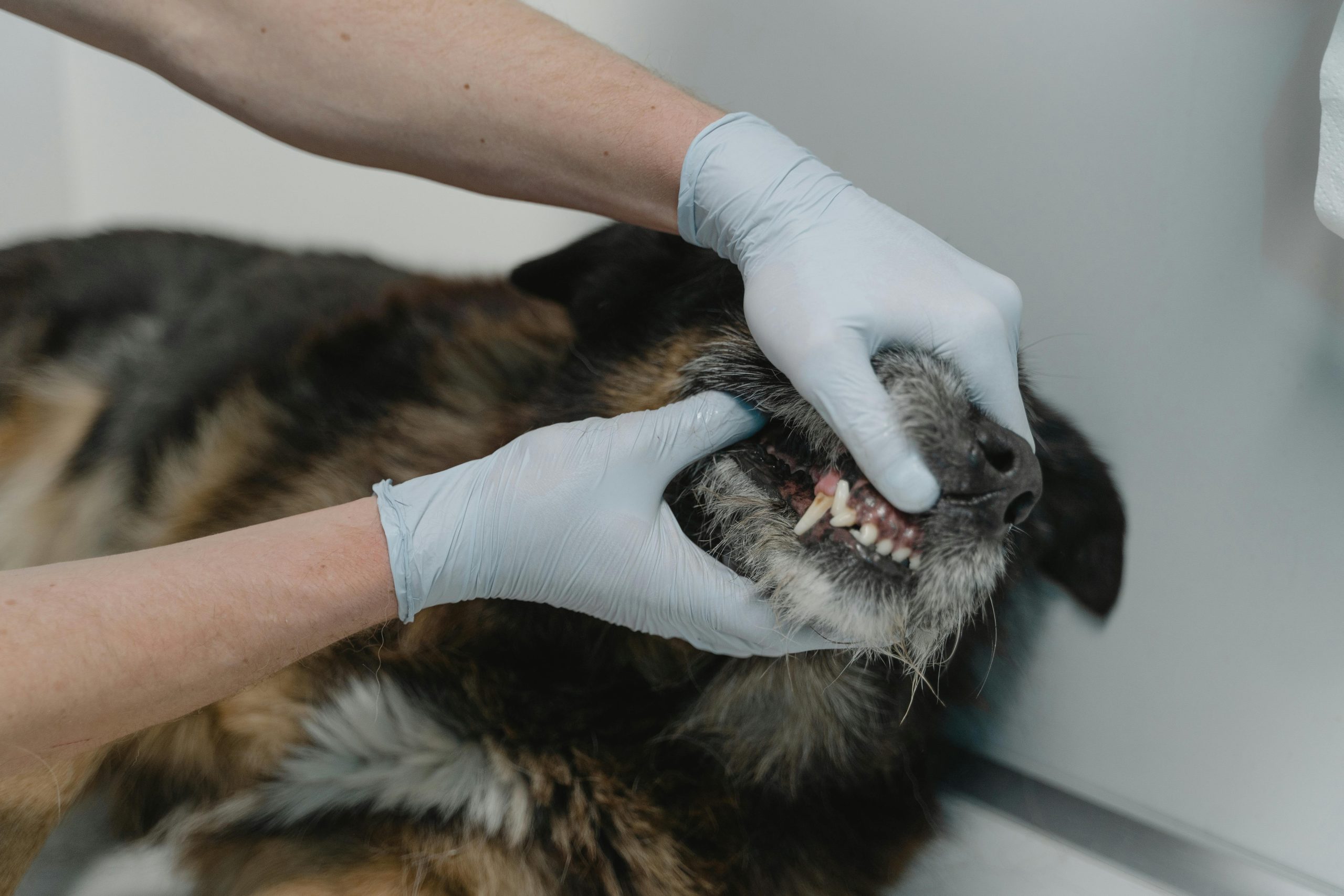 Veterinarian office checklist featuring wellness plan details