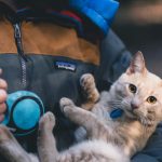 veterinarian video call with pet