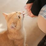 veterinary checkup for pets