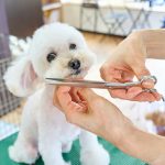 Cost Comparison Tools for Pet Wellness Plans: Save Big While Keeping Your Furry Friend Healthy