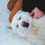 happy veterinarian with dog
