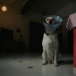 Pet Insurance Integration: Mastering Wellness Plans for Pet Healthcare Services