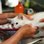 Preventive Pet Wellness: The Ultimate Guide to Keeping Your Furry Friends Healthy and Happy